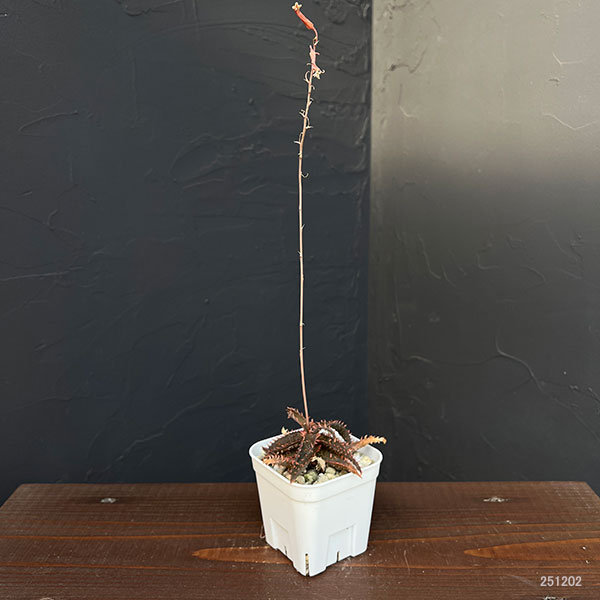 アロエ:カスティロニアエ ハイブリット 3号24-12