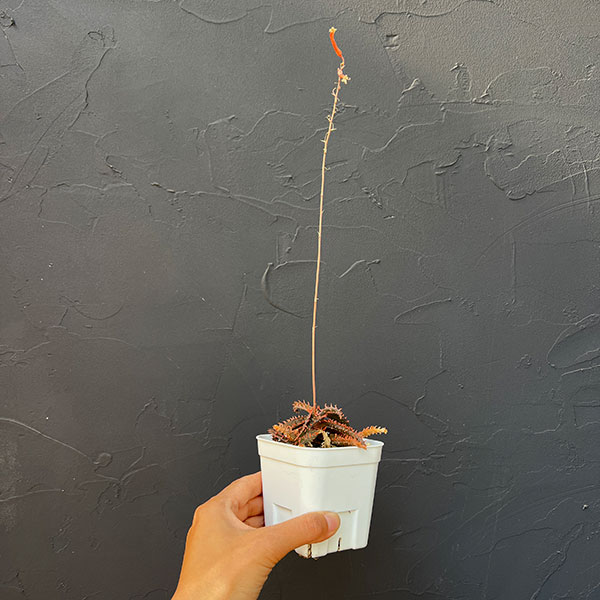 アロエ:カスティロニアエ ハイブリット 3号24-12