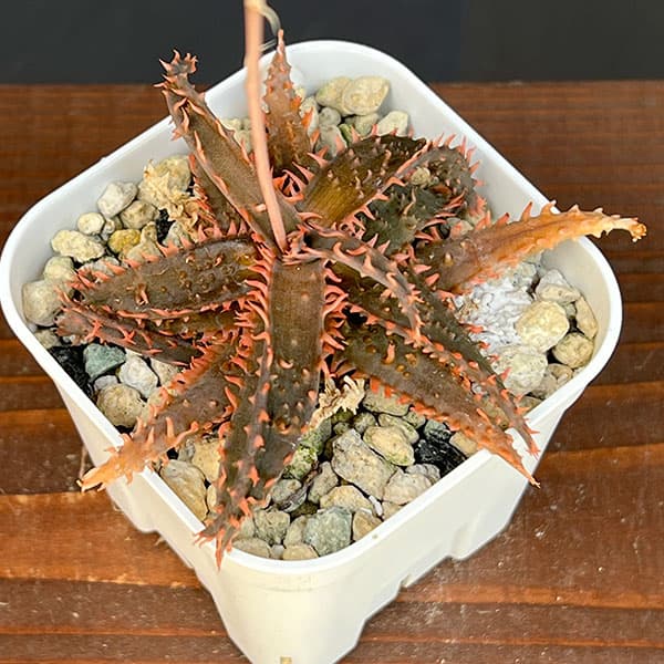 アロエ:カスティロニアエ ハイブリット 3号24-12