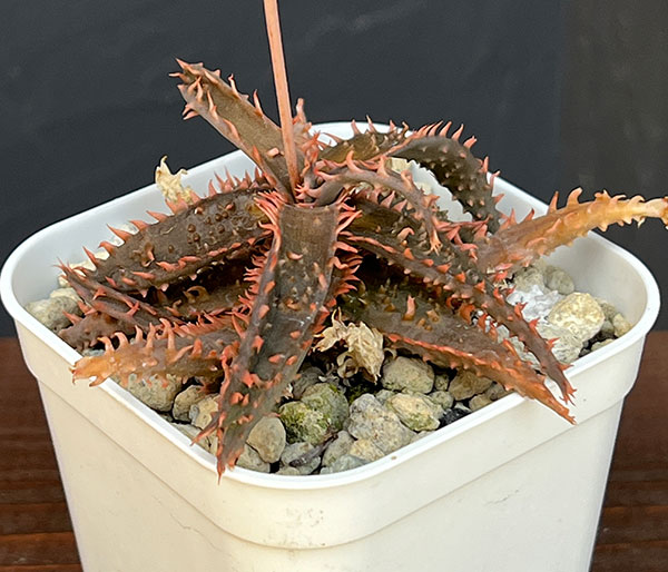 アロエ:カスティロニアエ ハイブリット 3号24-12