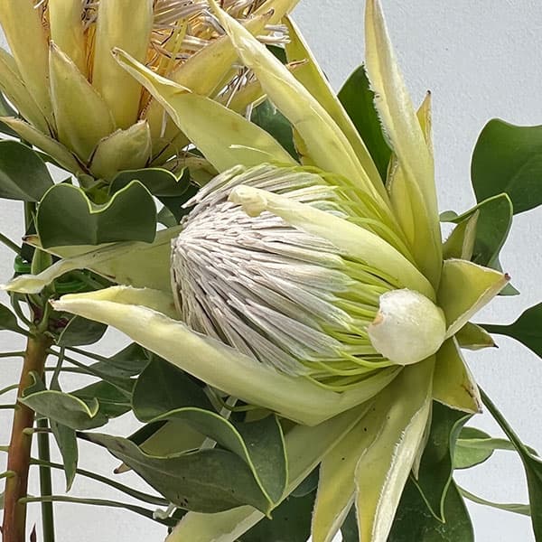 プロテア：スパイキーホワイト7号24-01（2F） の通販 | 園芸ネット