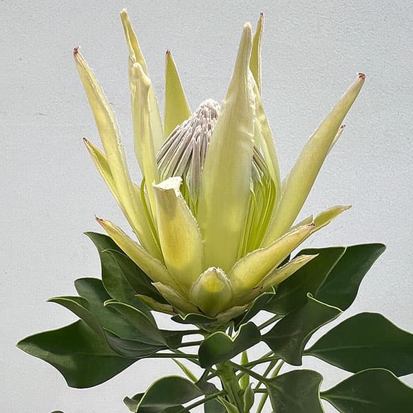 プロテアアークティックアイスオージープランツ観葉植物