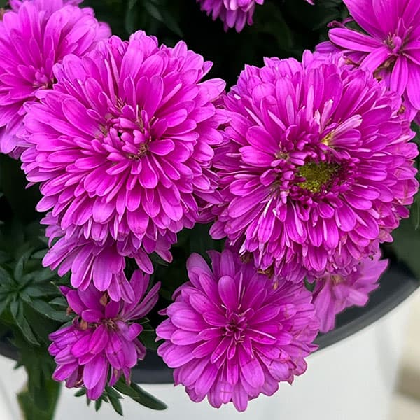 アスター：ショーメーカー・カラフルミックス4号鉢植え