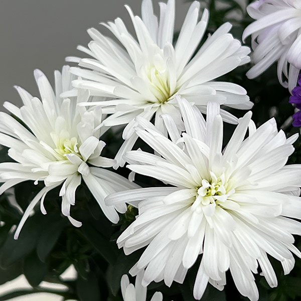 アスター：ショーメーカー・カラフルミックス4号鉢植え