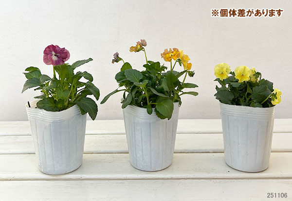 [送料無料]ビオラ（フリル咲き）：パステルフリル（ミックスアソート）3-3.5号ポット 12株セット