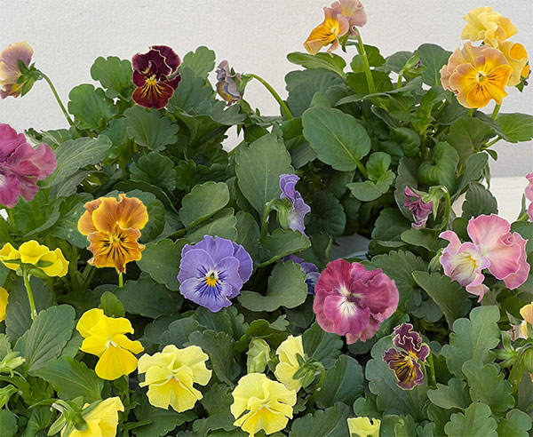 [送料無料]ビオラ（フリル咲き）：パステルフリル（ミックスアソート）3-3.5号ポット 12株セット