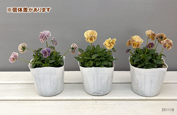 ビオラ　♡パルプンテ　♡カゴ付き♡匿名宅配便発送♡キレイパープルつぼみ付き 園芸ネット本店｜ビオラ：万葉菫 おぼろ月3-3.5号ポット の通販【公式】