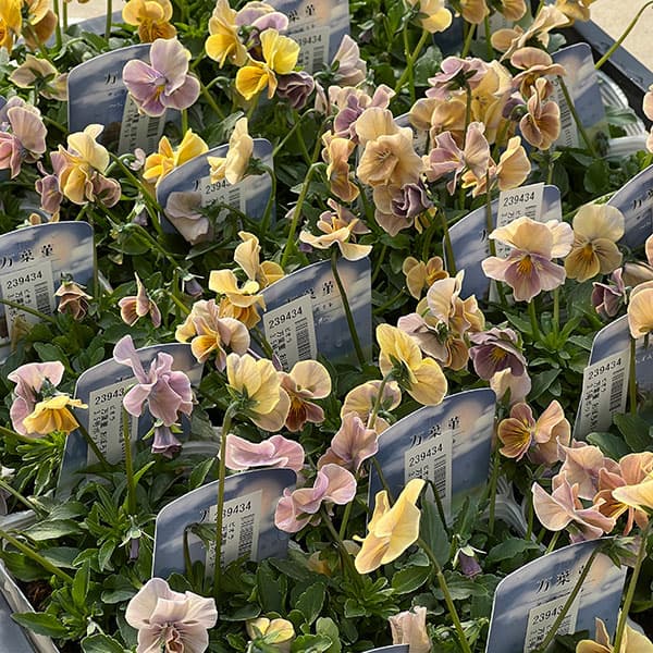 ビオラ：万葉菫 おぼろ月3-3.5号ポット