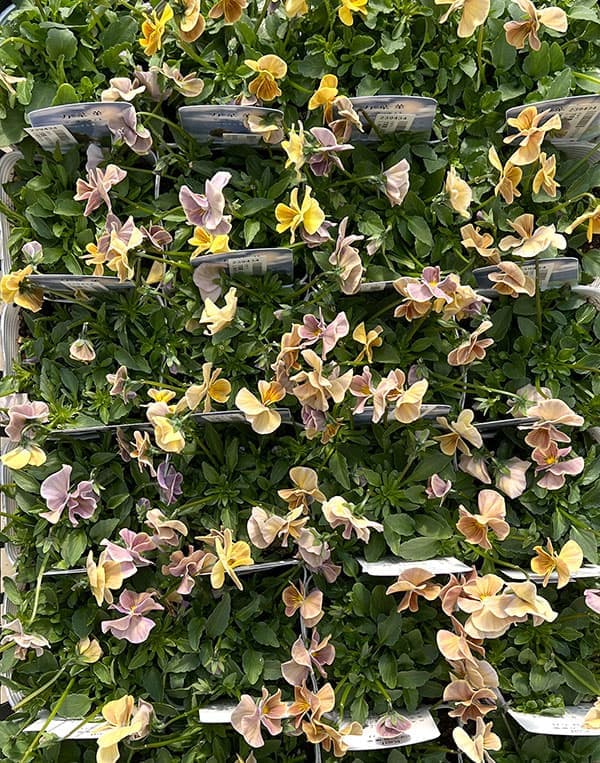 園芸ネット本店｜ビオラ：万葉菫 おぼろ月3-3.5号ポット 12株セット の