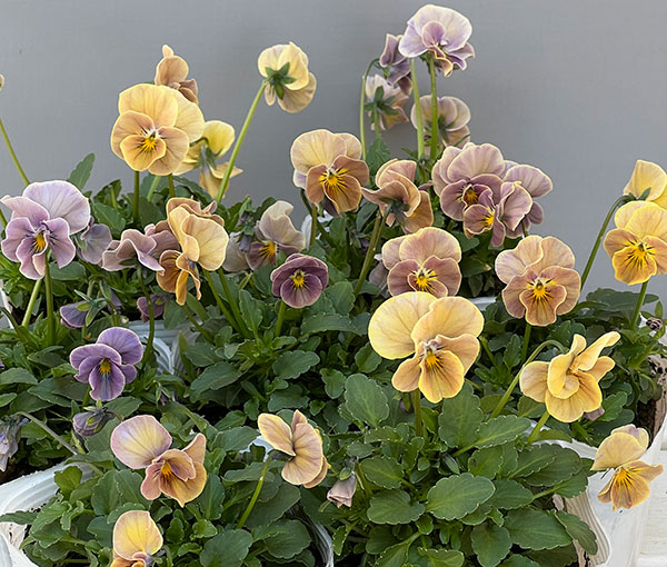 園芸ネット本店｜ビオラ：万葉菫 おぼろ月3-3.5号ポット の通販【公式】