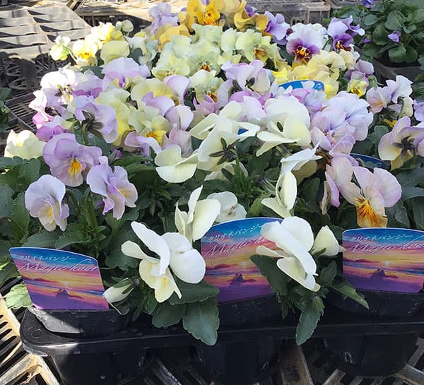 園芸ネット本店｜パンジー：マジックアワー3-3.5号ポット の通販【公式】