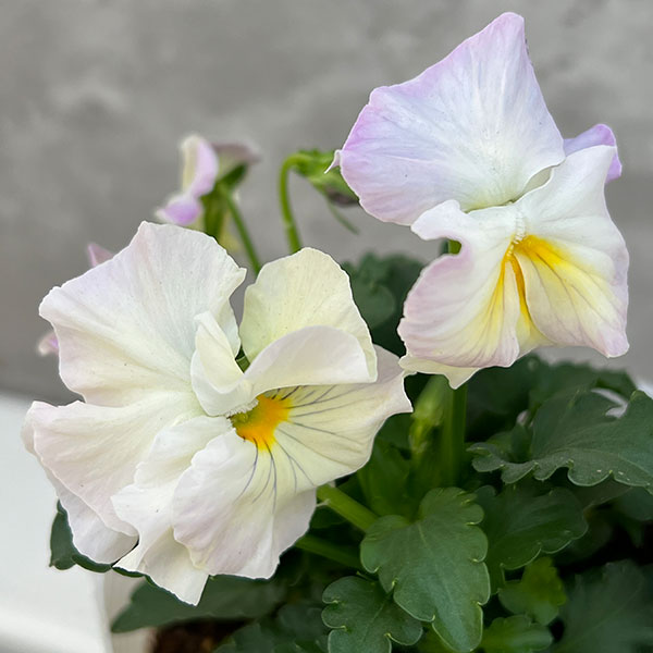 びおら様ご予約品 桂楓園 ブルーパンビオ3苗 マジックアワー パスフリ