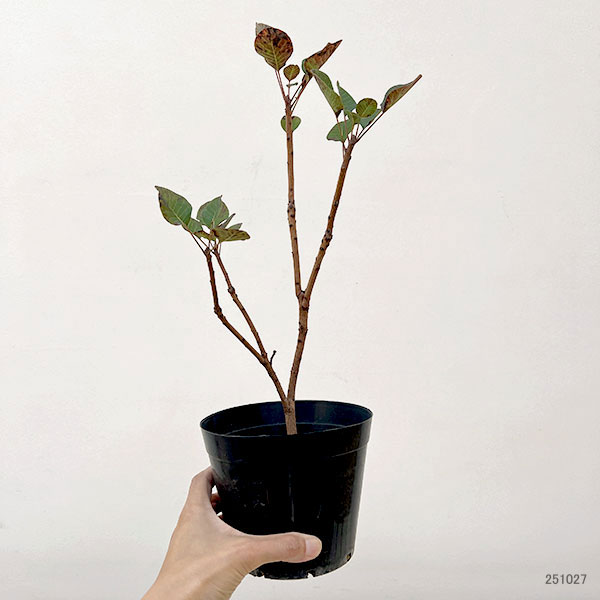 スモークツリー：パープルクイーン4.5号ポット