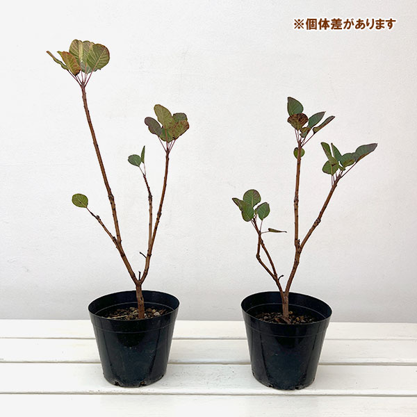 スモークツリー：パープルクイーン4.5号ポット