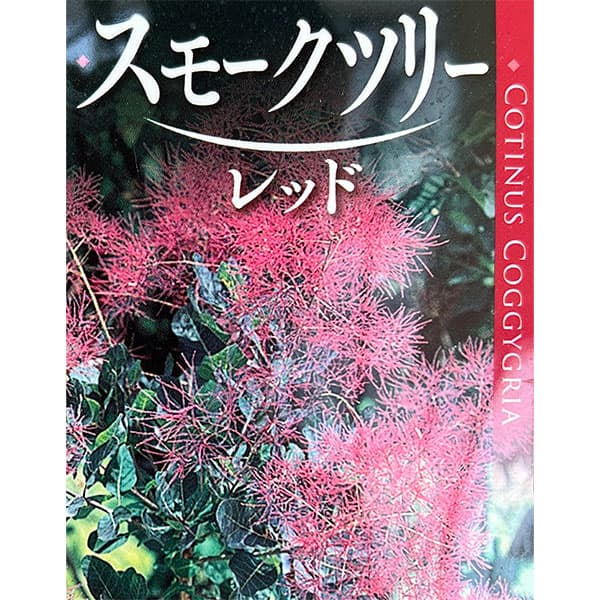 スモークツリー：パープルクイーン4.5号ポット