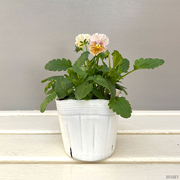 園芸ネット本店｜MSKガーデン小輪フリンジビオラ：和モダンクラシック