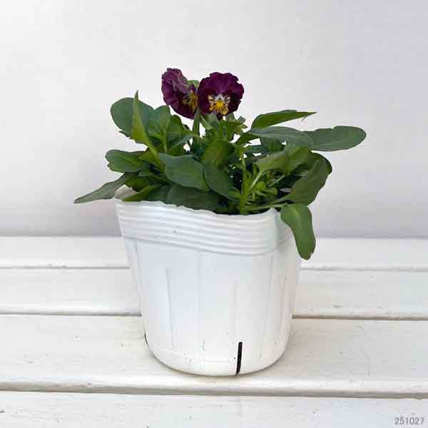 園芸ネット本店｜MSKガーデン小輪フリンジビオラ：和モダンクラシック