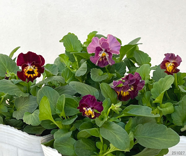 園芸ネット本店｜MSKガーデン小輪フリンジビオラ：和モダンクラシック