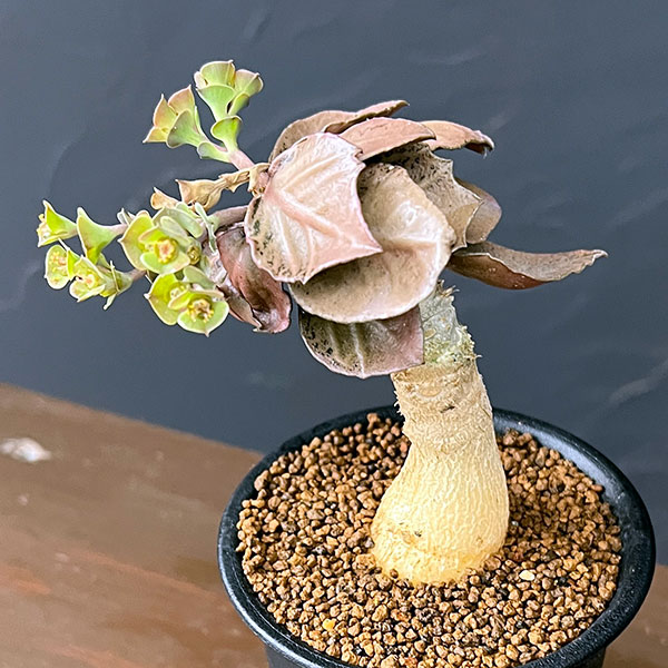 ユーフォルビア：フランコイシー　3号鉢植え26-11
