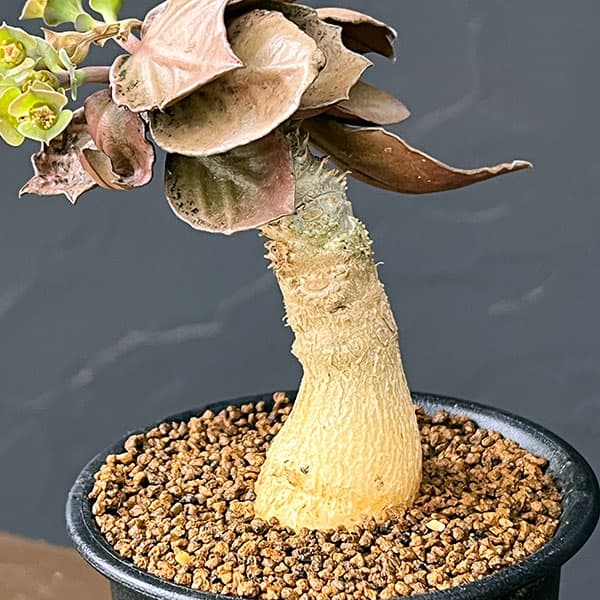 ユーフォルビア：フランコイシー　3号鉢植え26-11