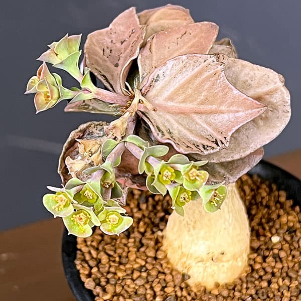 ユーフォルビア：フランコイシー　3号鉢植え26-11