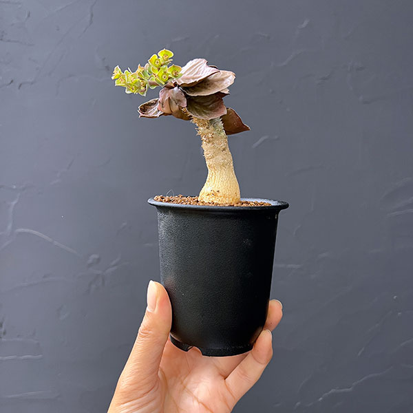 ユーフォルビア：フランコイシー　3号鉢植え26-11