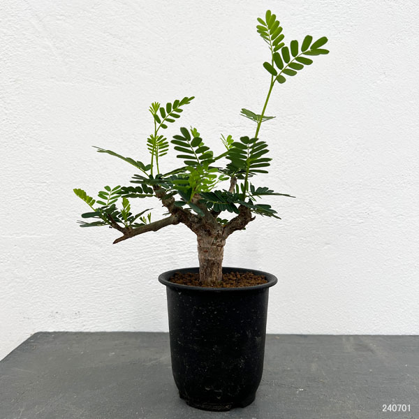 ザ・ファームセレクト]センナ：メリディオナリス（実生株） 2.5号24-08