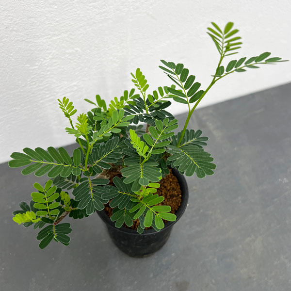 園芸ネット本店｜[ザ・ファームセレクト]センナ：メリディオナリス