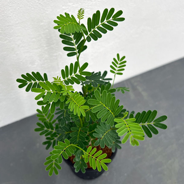 園芸ネット本店｜[ザ・ファームセレクト]センナ：メリディオナリス