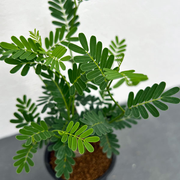 Hazanさん専用センナ メリディオナリス9 センナ メリディオナリス Senna meridionalis no.91516 | 芽の巣山