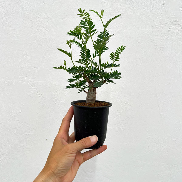 園芸ネット本店｜[ザ・ファームセレクト]センナ：メリディオナリス