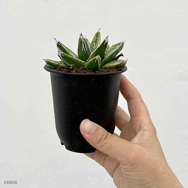 園芸ネット本店｜アガベ：輝山（きざん） 3号鉢植え の通販【公式】