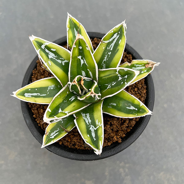 子株2つ アガベ チタノタ SAD 子株2つ付き プラステラ150付き アガベ