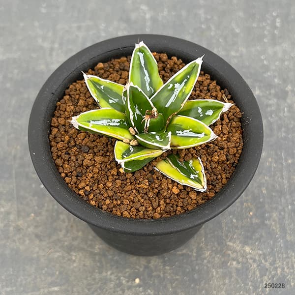 園芸ネット本店｜アガベ：輝山（きざん） 3号鉢植え の通販【公式】