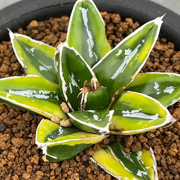 園芸ネット本店｜アガベ：輝山（きざん） 3号鉢植え の通販【公式】