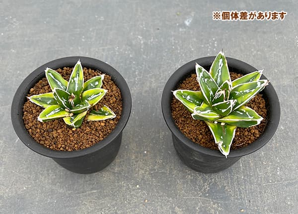 園芸ネット本店｜アガベ：輝山（きざん） 3号鉢植え の通販【公式】