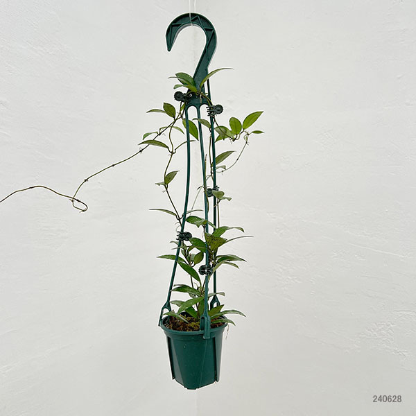 ホヤ:ラクノーサ スノーキャップ 3号吊り鉢植え