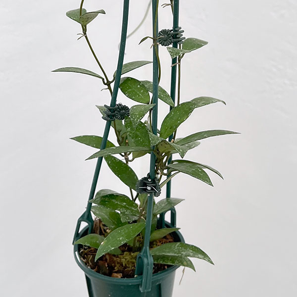 ホヤ:ラクノーサ スノーキャップ 3号吊り鉢植え