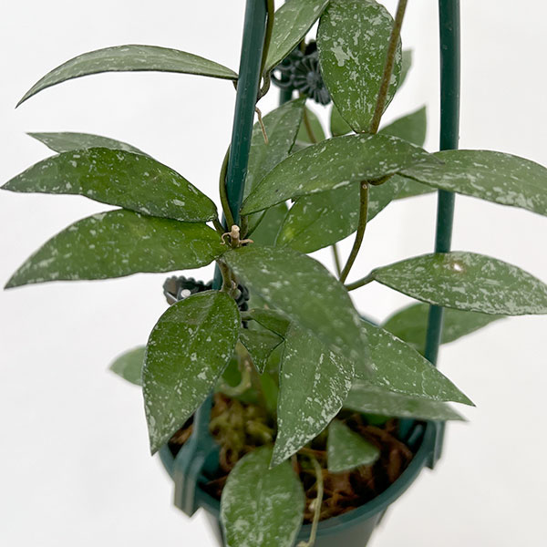 ホヤ:ラクノーサ スノーキャップ 3号吊り鉢植え