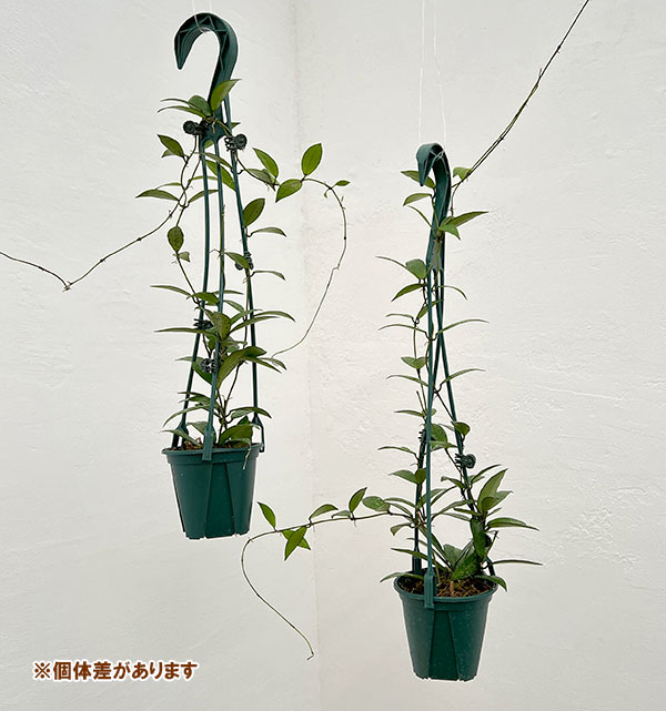 ホヤ:ラクノーサ スノーキャップ 3号吊り鉢植え