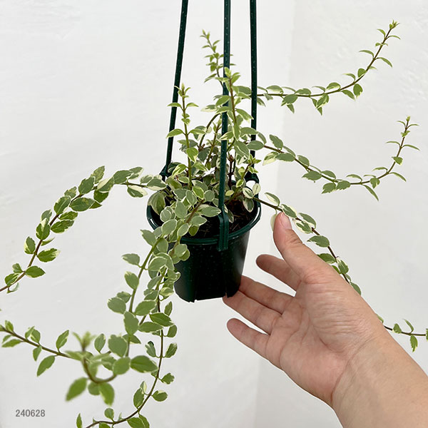 園芸ネット本店｜コルムネア：白斑 3号吊り鉢 の通販【公式】