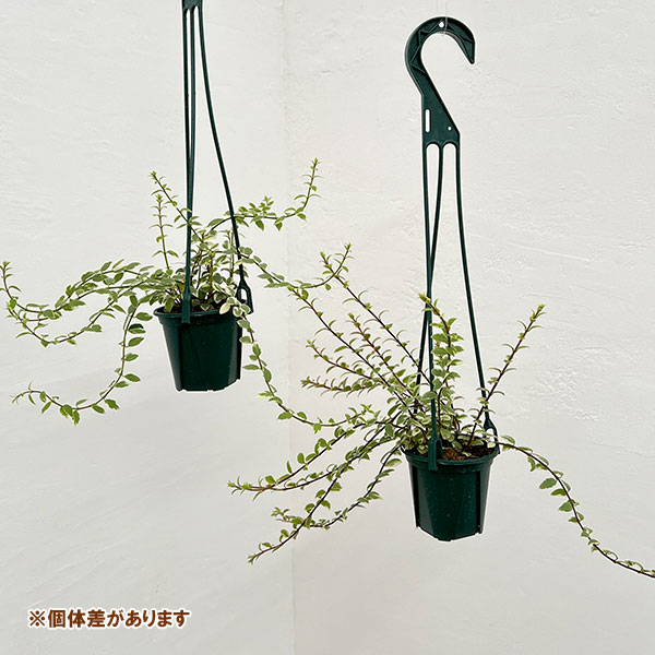 園芸ネット本店｜コルムネア：白斑 3号吊り鉢 の通販【公式】