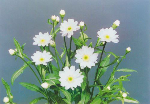 ミヤコワスレ：瀬戸の花嫁　3号ポット苗