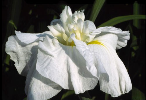 ハナショウブ(花菖蒲):浮き雲(ウキグモ)3号ポット