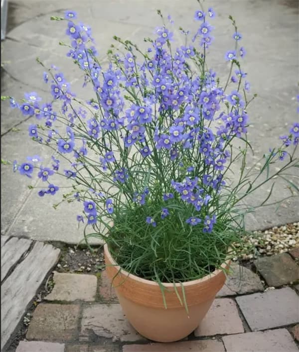 ヘリオフィラ：ブルーインパルス3号ポット