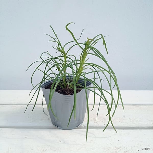 ヘリオフィラ：ブルーインパルス3号ポット