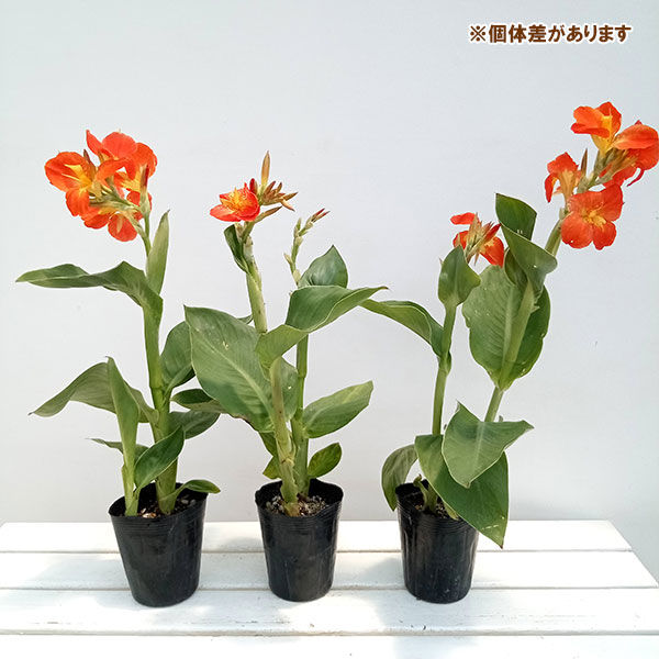 カンナ　オレンジ色花咲く　1株30cm前後苗 カンナ オレンジ色花咲く 1株30cm前後苗