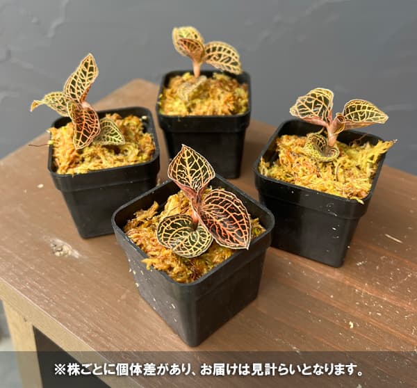 アネクトキルス:アルボリネアータ 2号ポット