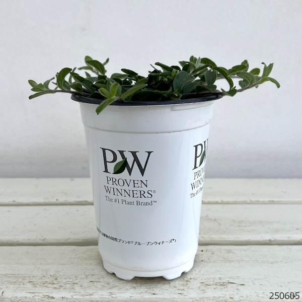 [26年5月中下旬予約]エボルブルス：ブルーラグーン11cmトールポット