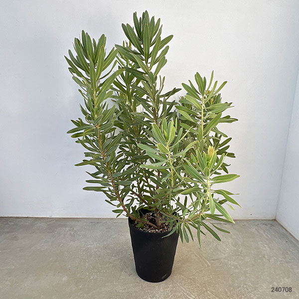 プロテア：フロステッドファイヤー 8号鉢植え の通販 | 園芸ネット
